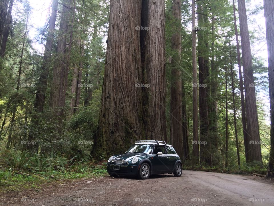 MINI Cooper with giant Redwood
