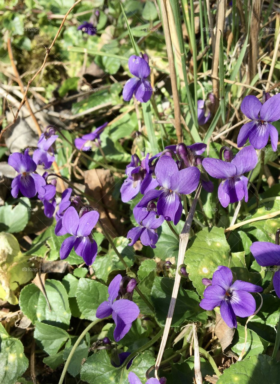 Wild violets of Spring