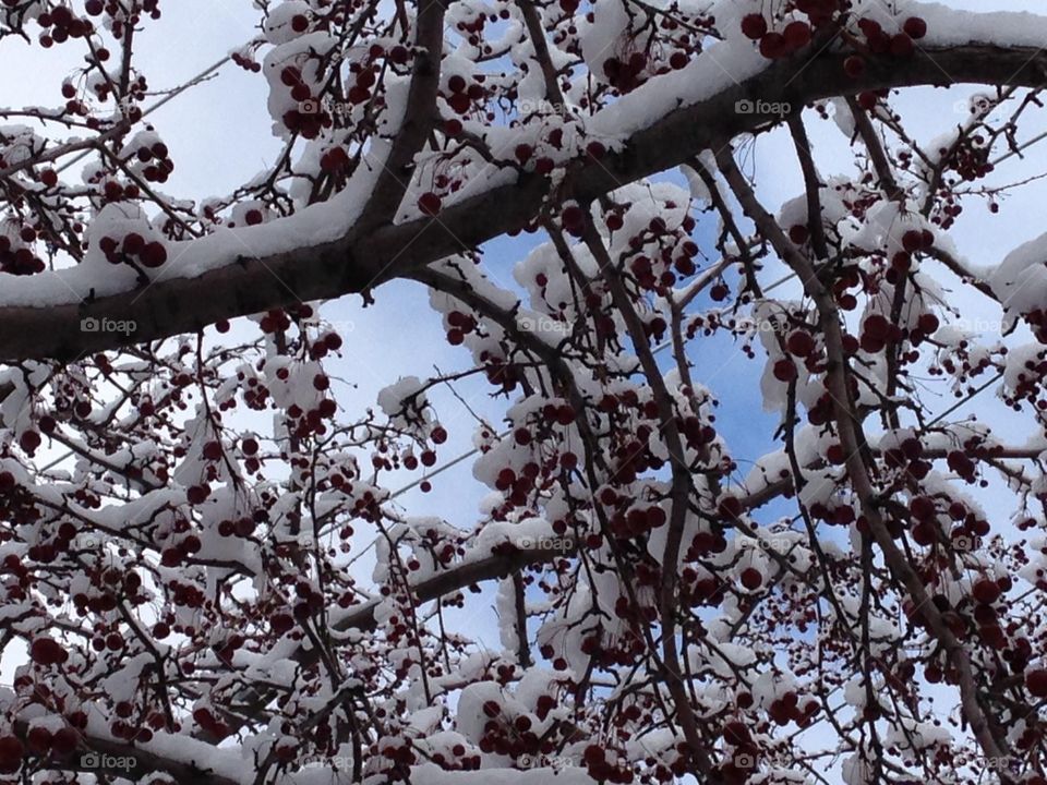A winter morning with fresh snow on the branches of trees with lovely red berries and the clear blue sky above 