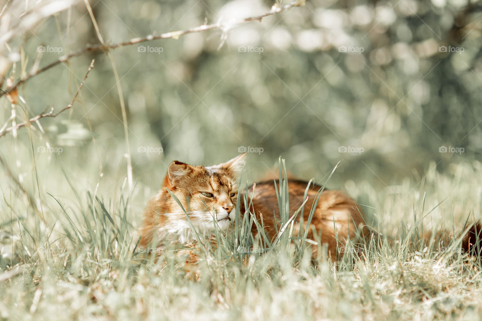 Somali cat outdoor at spring sunny day