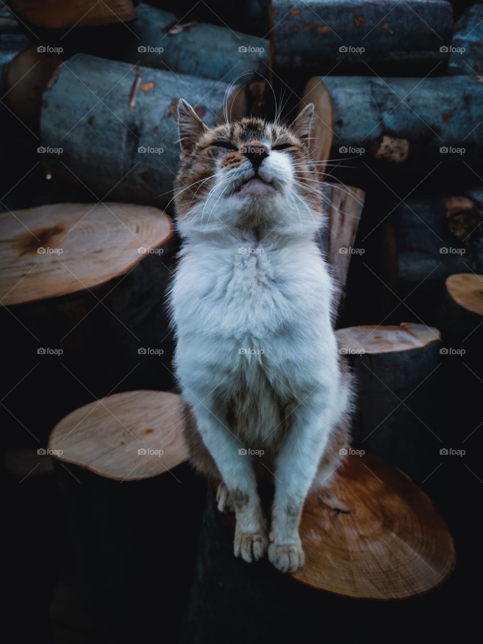 Cat sitting on a stump.