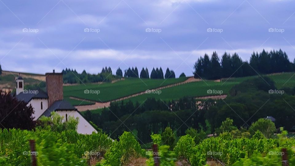 Tree Nature/ Oregon winery -Summer Season