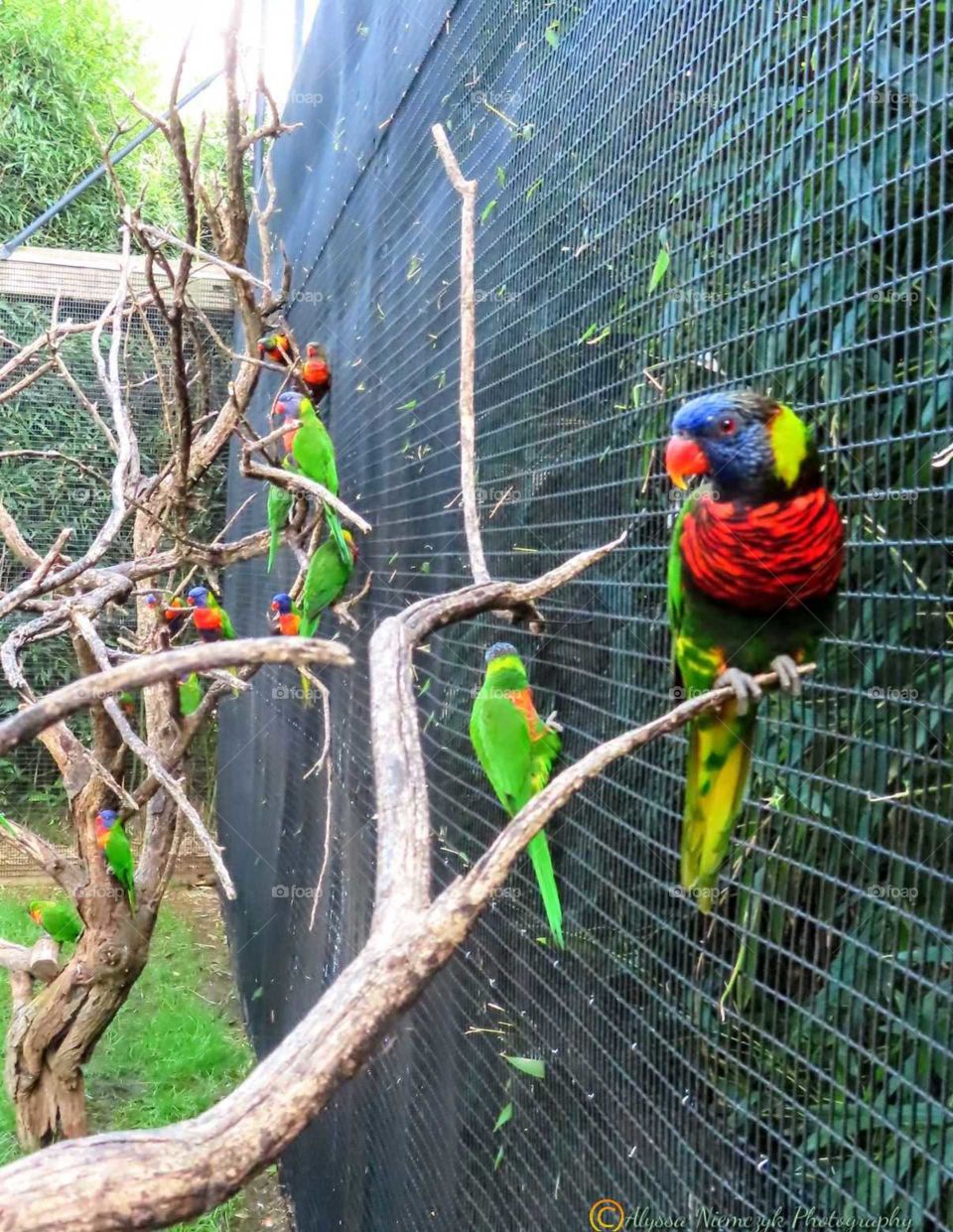 Absolutely stunning birds! Colors are phenomenal, super friendly "Smooth Jazzy Colored Birds". Love being fed!