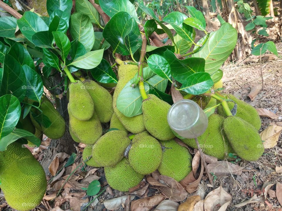 Jackfruit