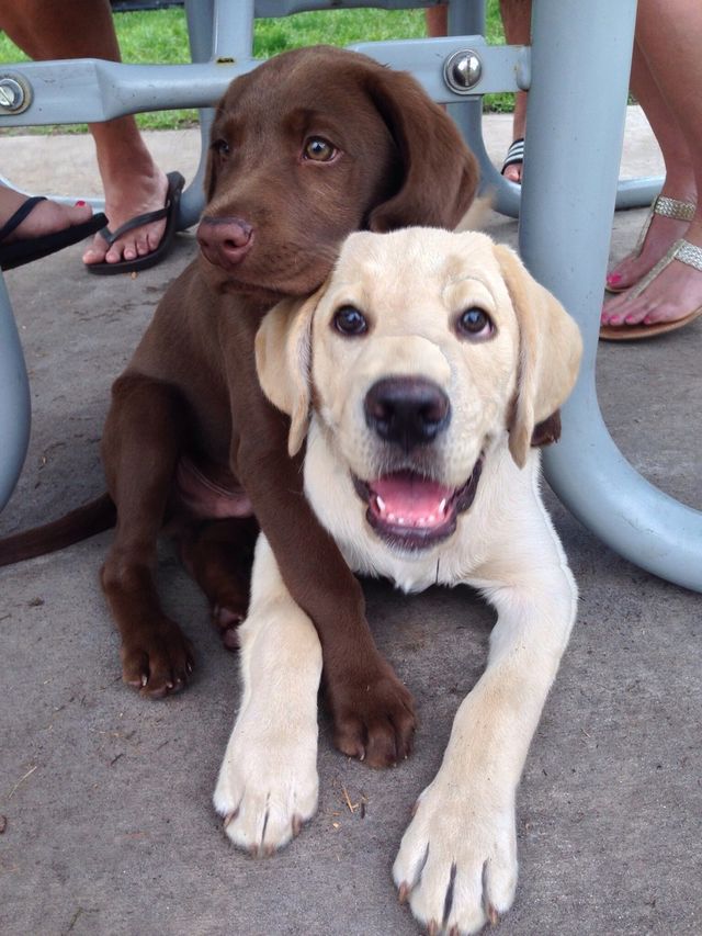 Best Buddies