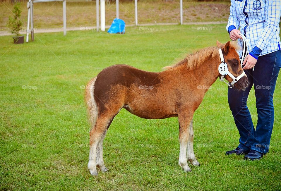 Foal. Pony foal on an show