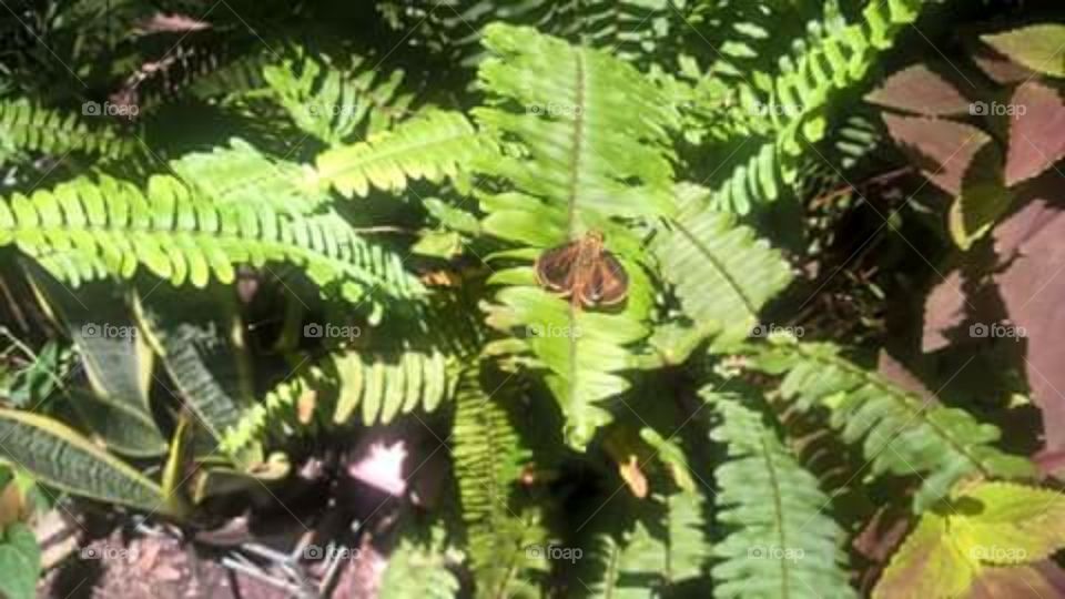 butterfly on ferns