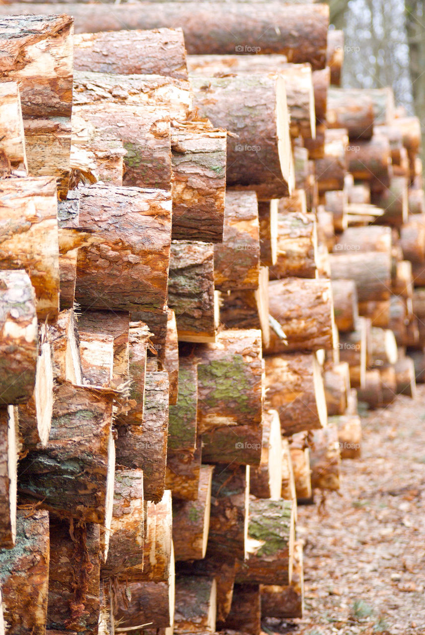 wood forestry logs chopped by simondvll
