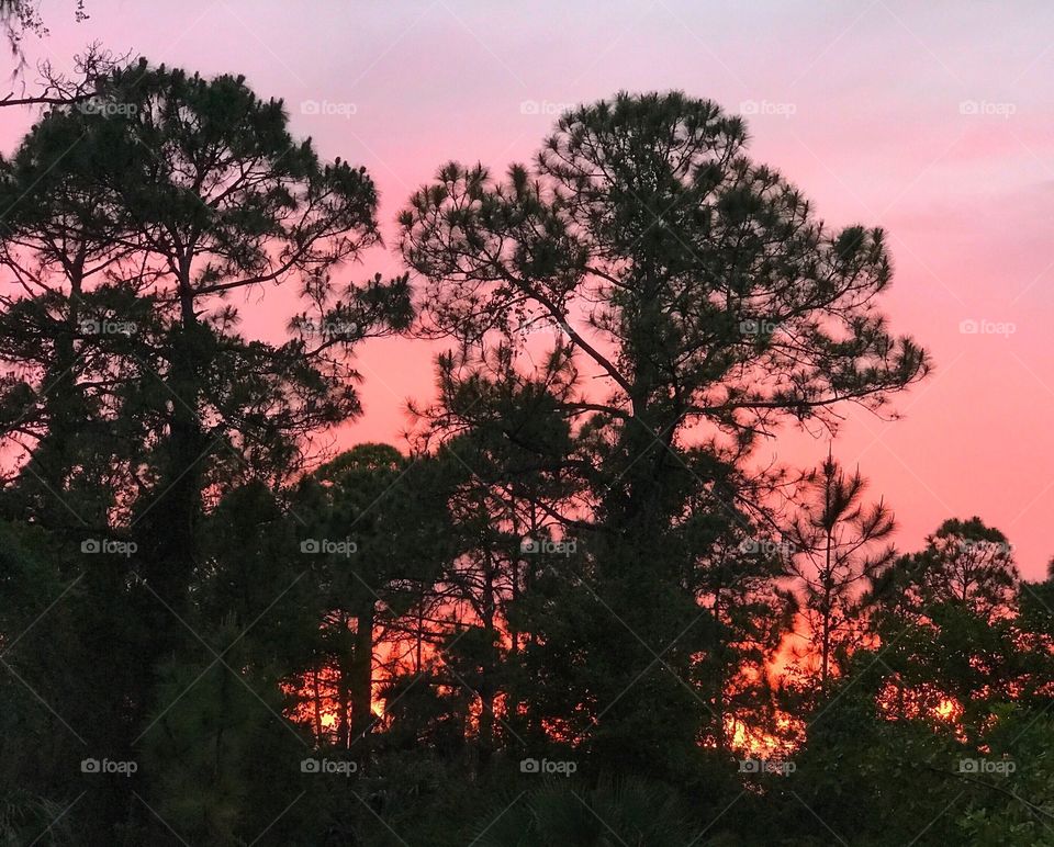 Blazing sunset through the forest.