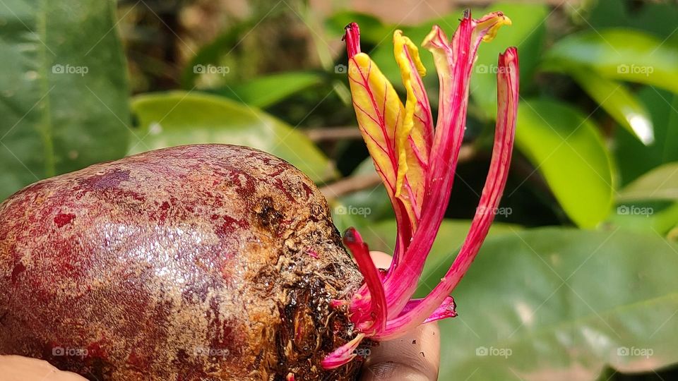 Beautiful beetroot sprouts in sunlight