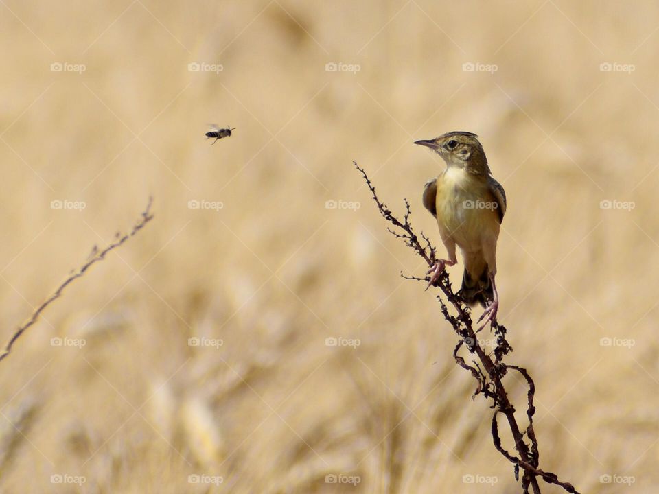 Wild bird watching bee flying 