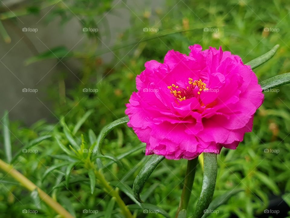 the beautiful flowers