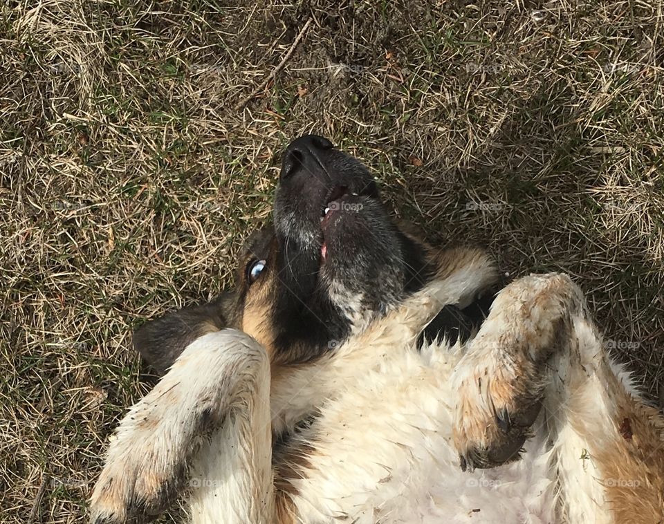 A close up of a dog on her back, holding a silly expression 