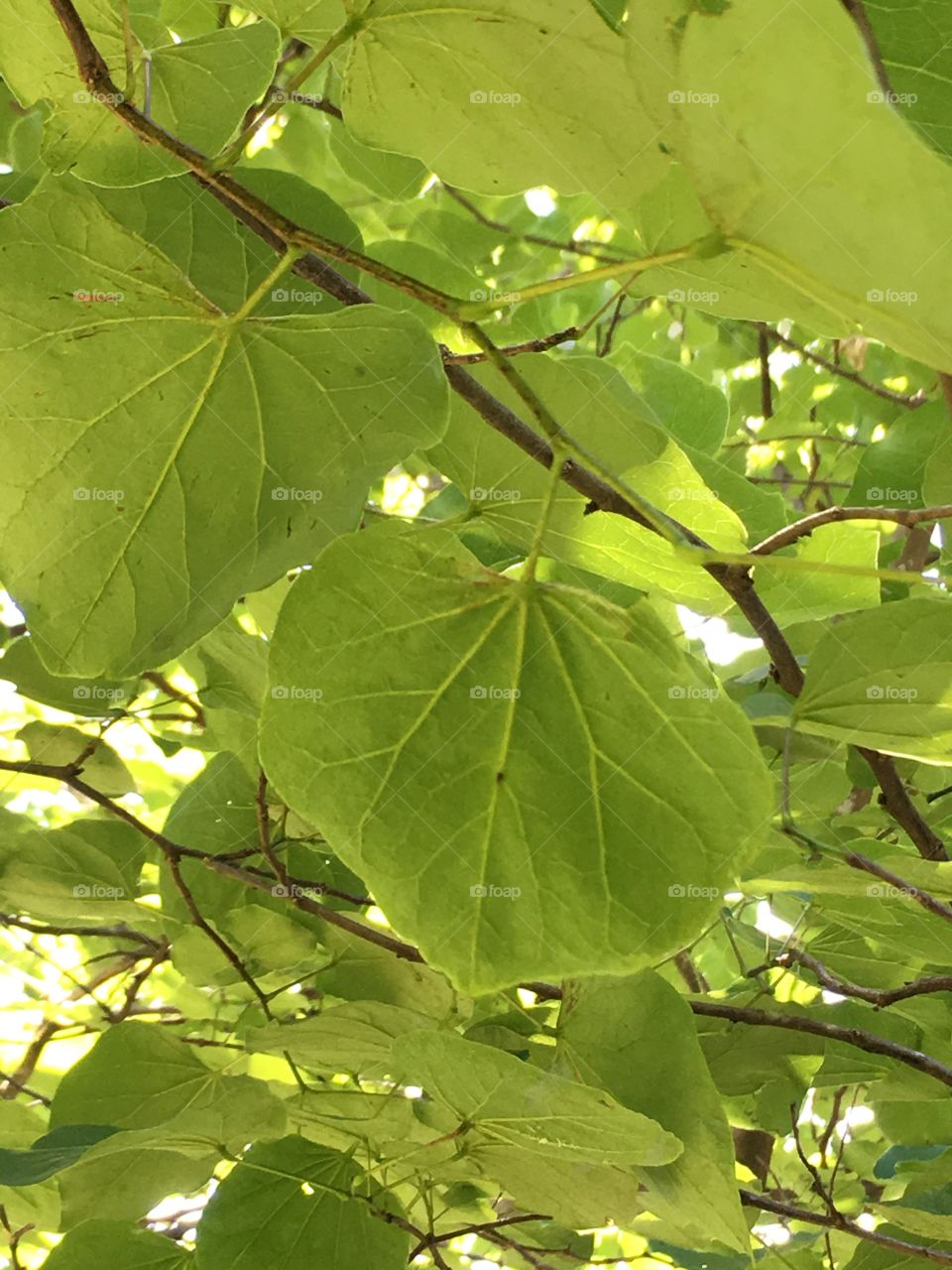 Under side of leaves 