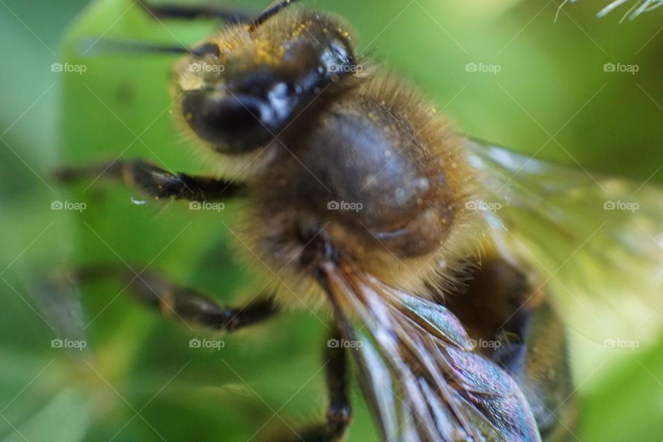 Bee#insect#detail#nature