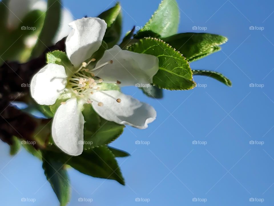 Closeup of a plum tree white spring blossom on a clear blue sky day.