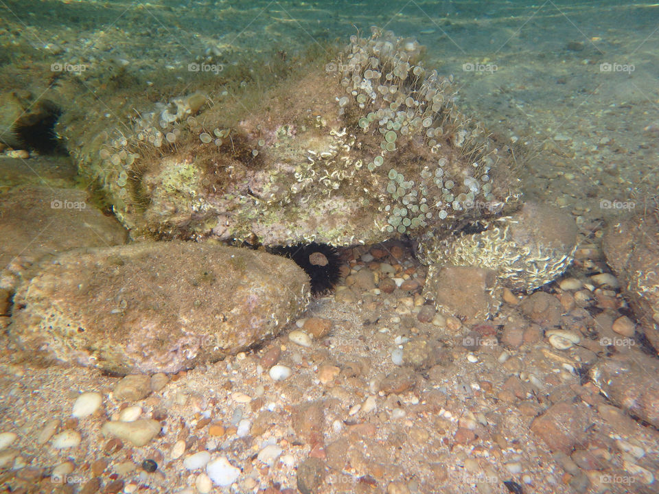 one sea urchin. one sea urchin under the rocks underwater