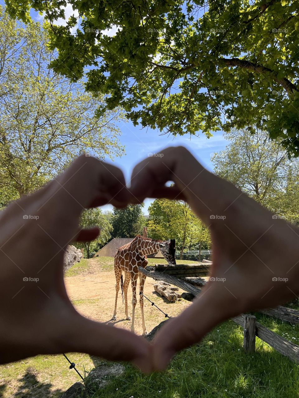 Happy time at the zoo