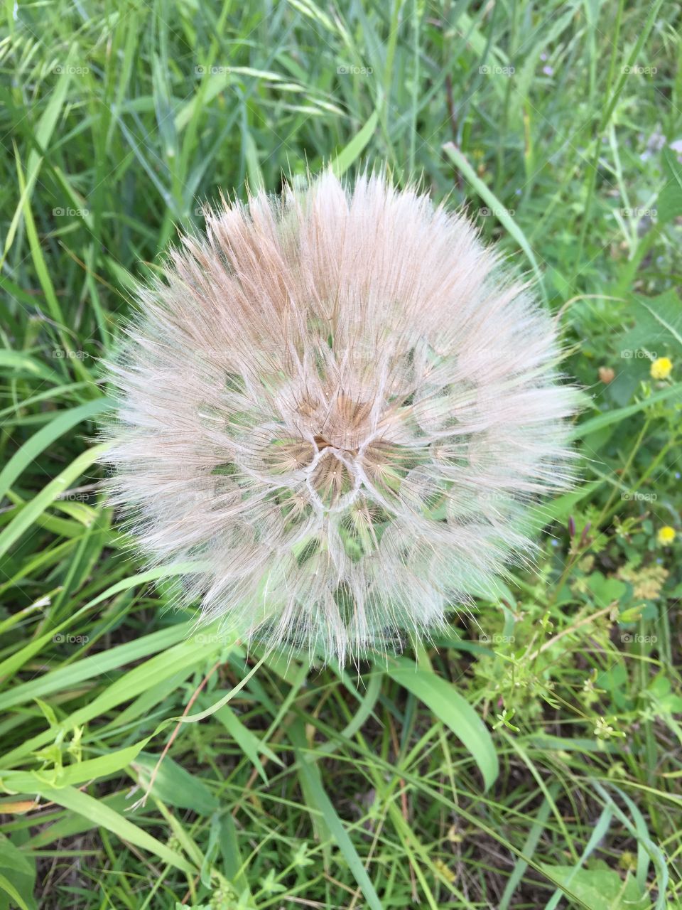 Huge Dandelion 