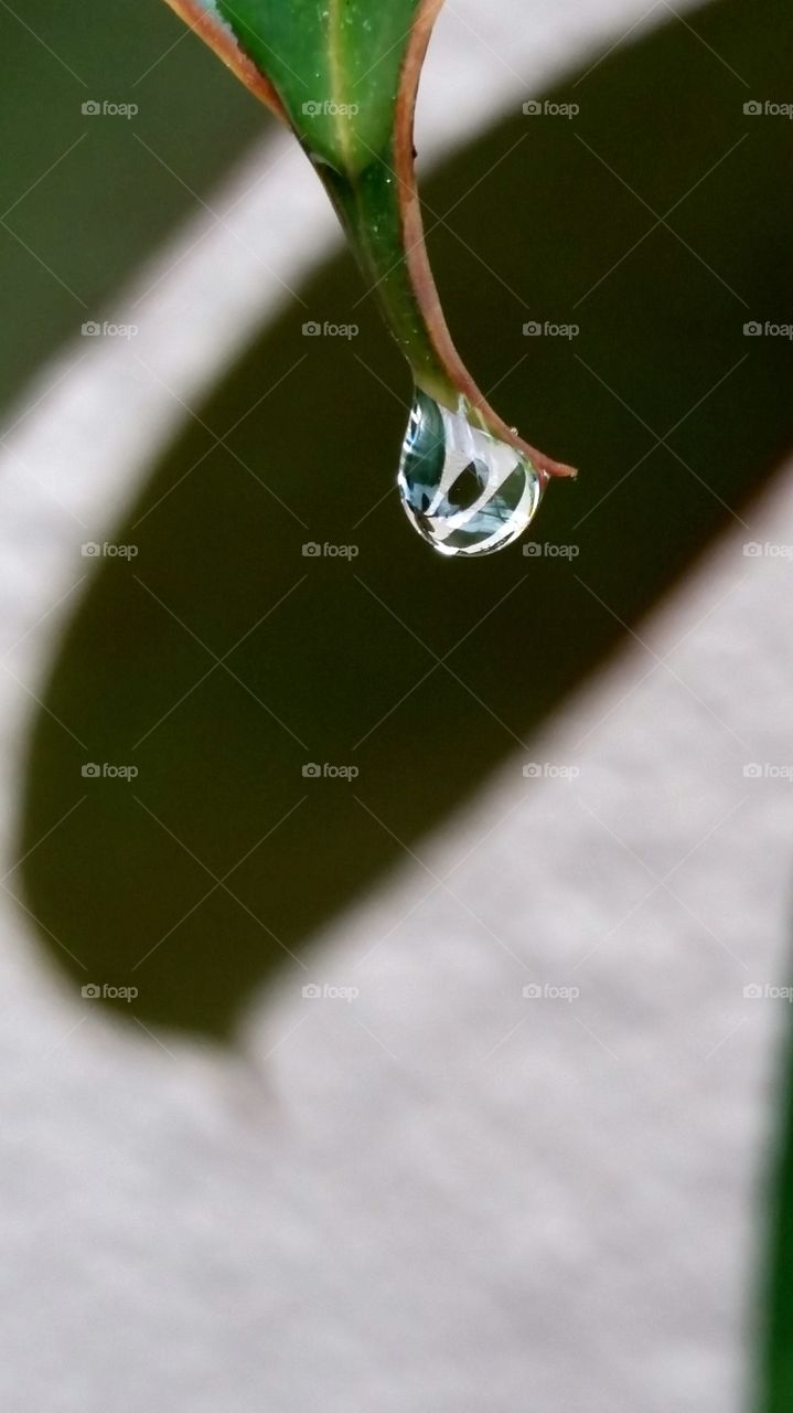 Close-up of water droplets suspended from the tip of a leaf with the refraction of the rubber tree leaves in the drop against the shadow of the leaf in the background.