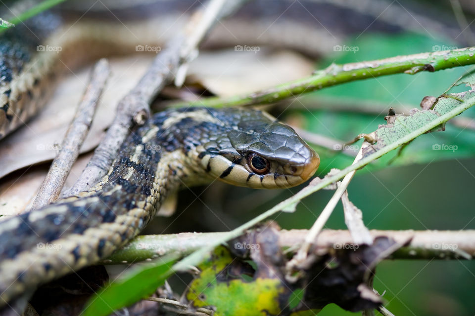 Snake in Bush
