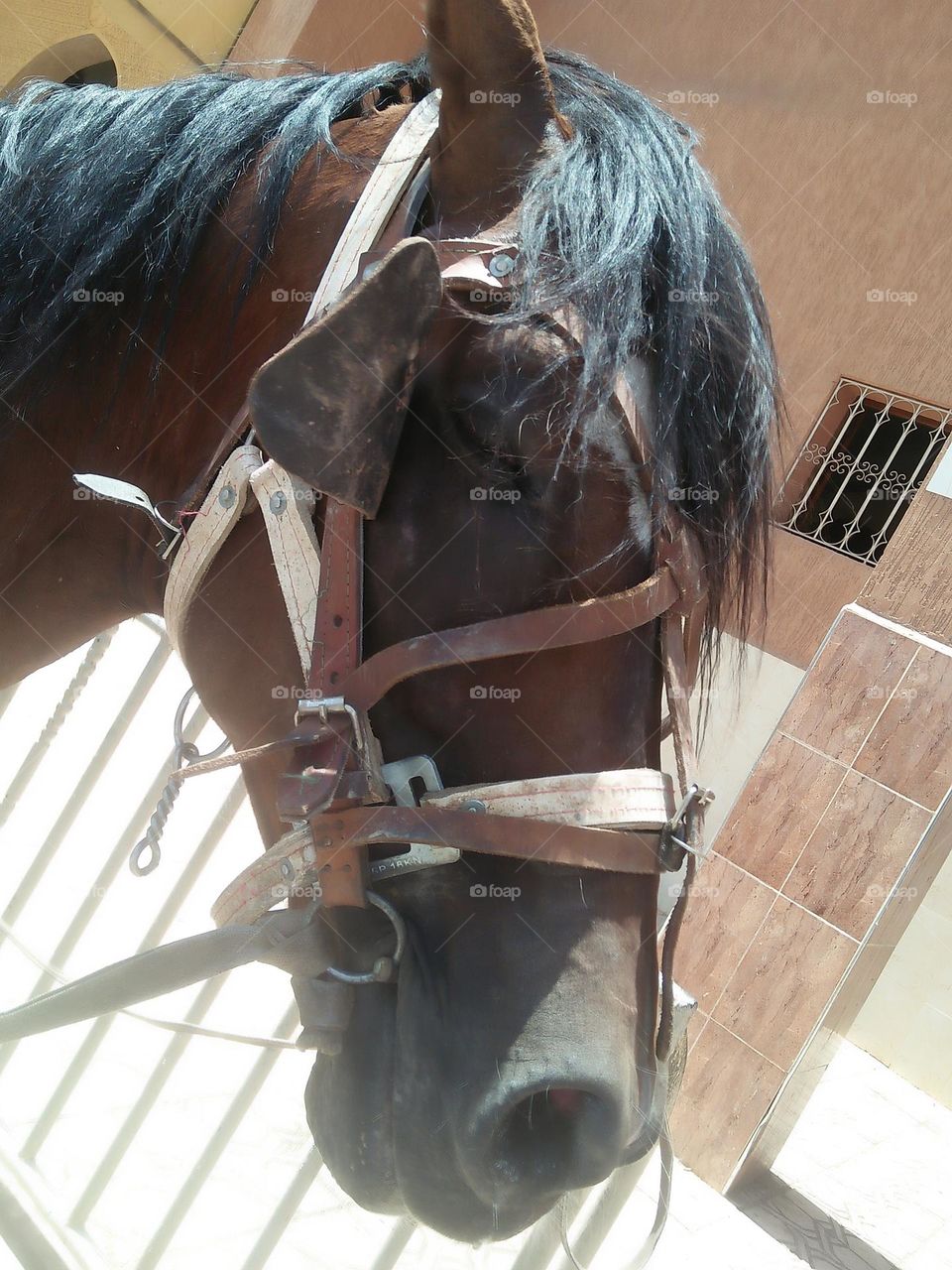 Beautiful head of a brown horse.