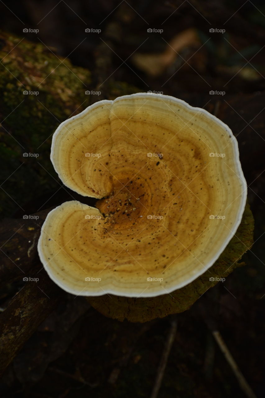 yellowish colored forest mushroom on wood