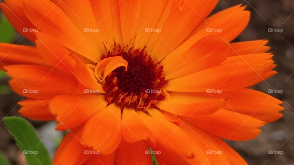 Orange calendula marigold macro flower