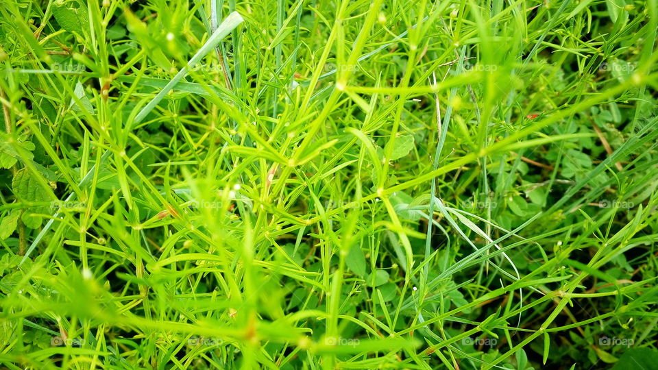 the most beautiful green grass in my garden