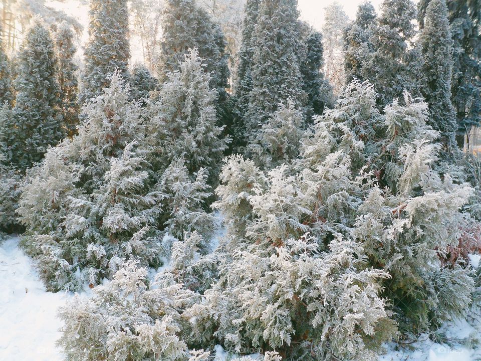 magical winter forest