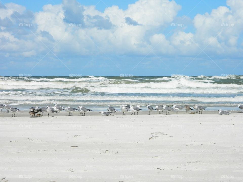 Birds on the beach