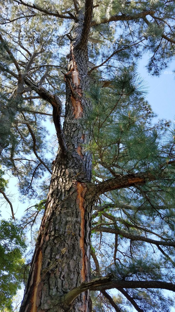 Lightning that hit one of two pines, side by side, super close to my house.