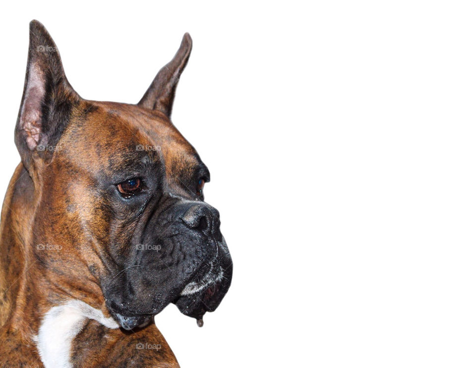 Purebred Boxer Dog