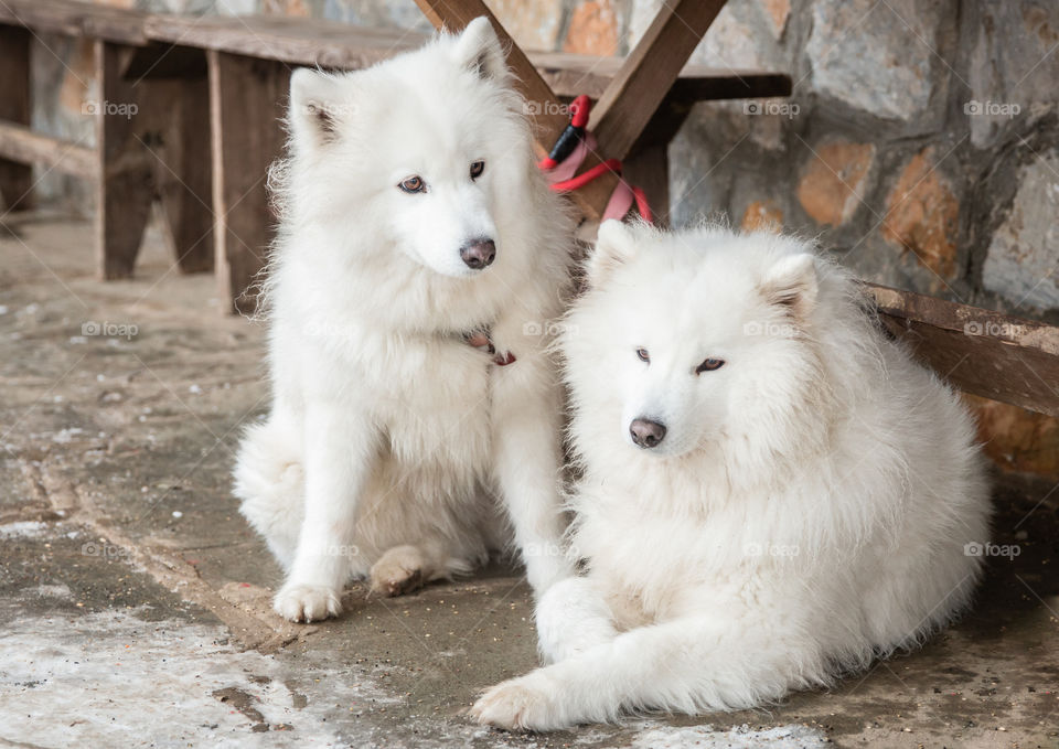 Two White Siberian Husky Dogs
