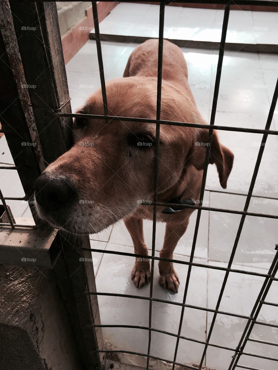 A sad yet cute and funny picture of dog up for adoption in his kennel, with his nose sticking out of the opening, looking at something 