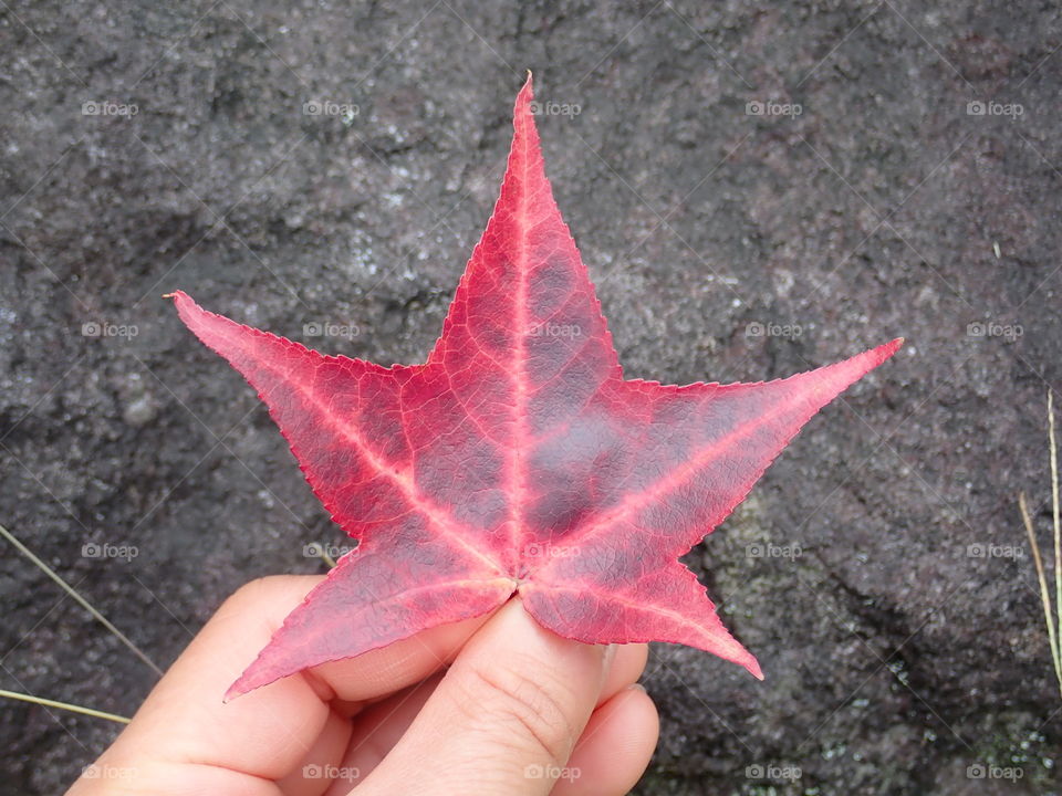 Holding leaf