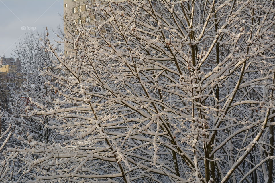 Winter, Frost, Snow, Tree, Cold