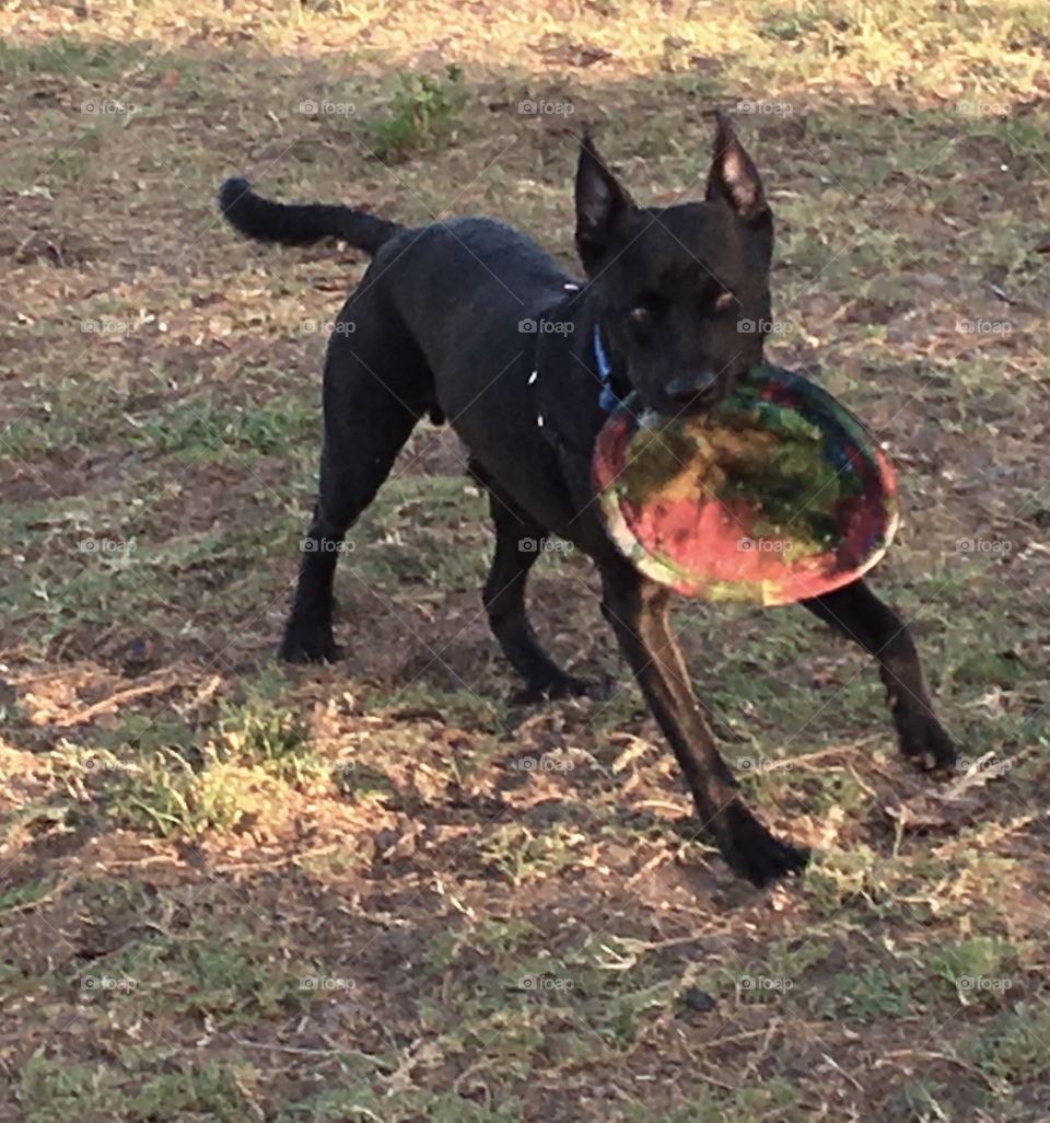 Black dog frisbee 