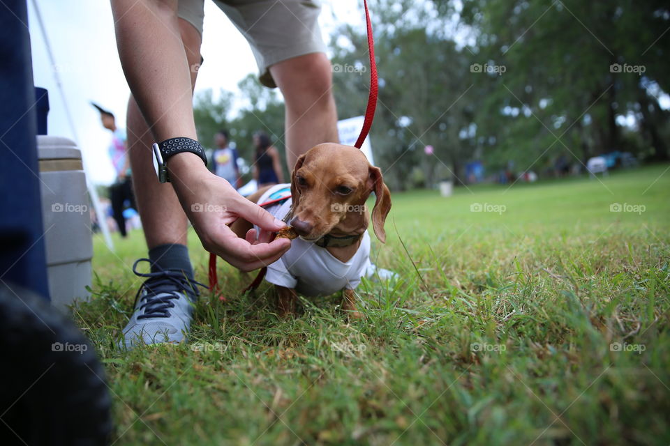 Hungry Doxie