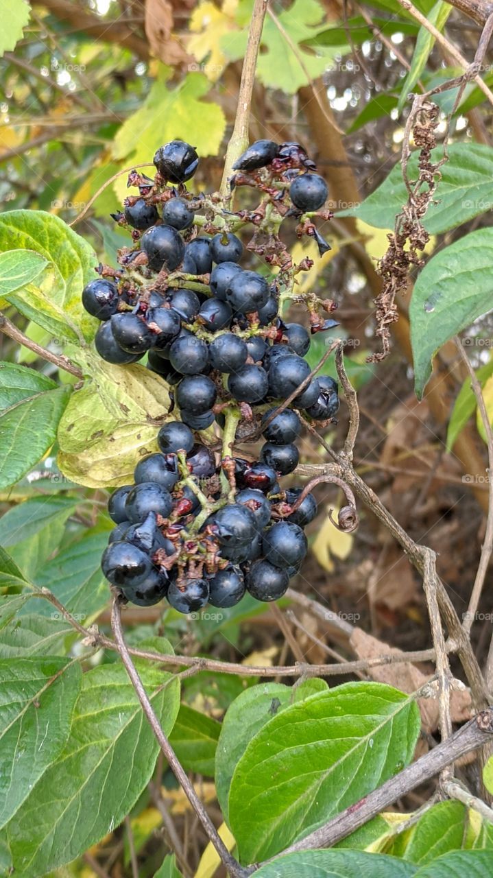 wild berries