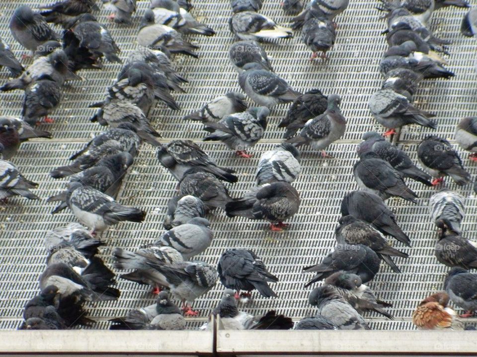 Paris pigeons