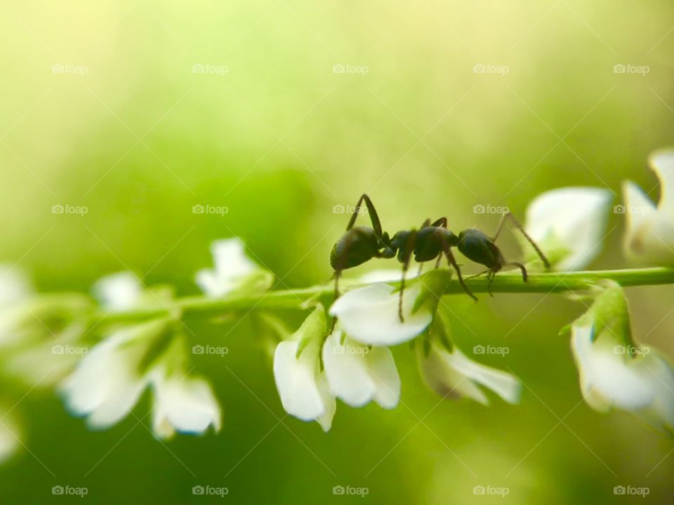 Ant crawling on a small wildflower branch