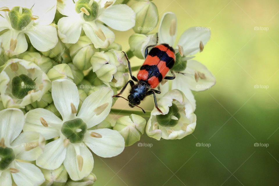 Red and black bug on flower 
