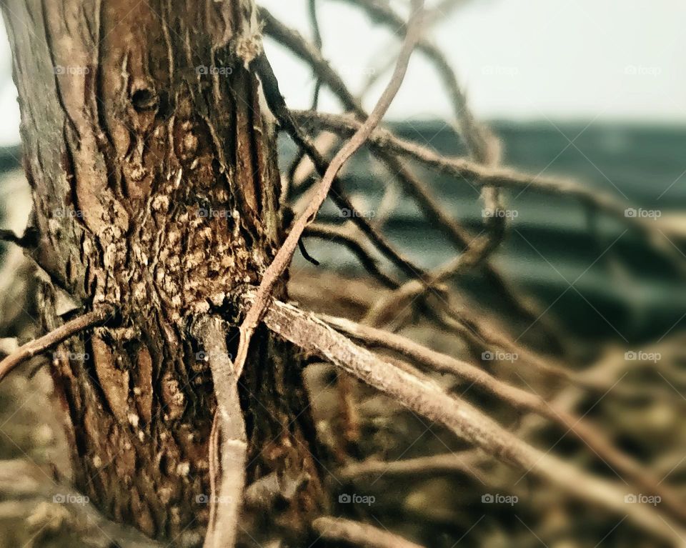 roots from fiddle leaf fig