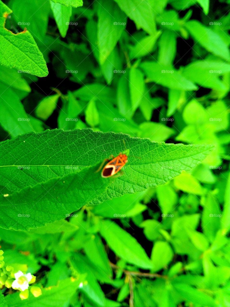 jungle small animals