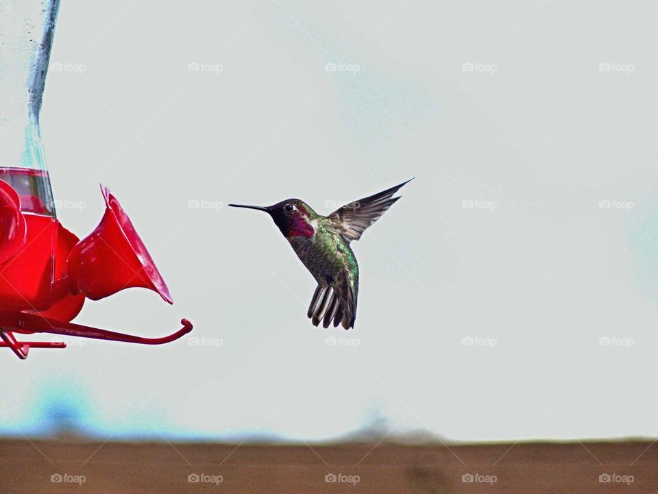 hummingbird in flight at bird feeder