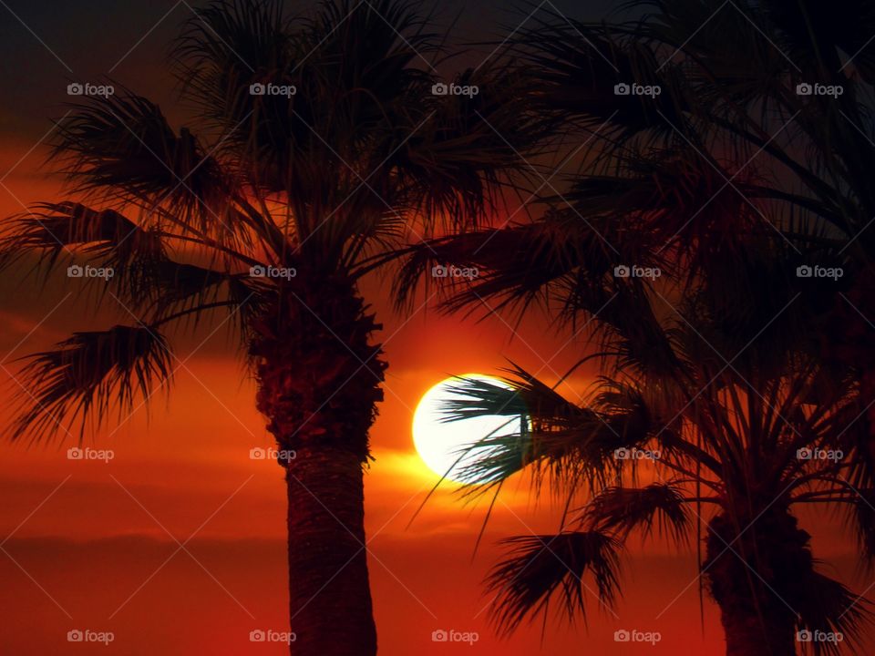 Sun goes down behind the palms (Praia - Italy ).