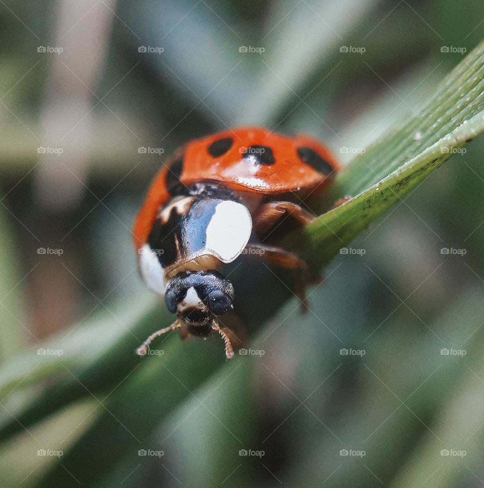 Macro photo of a red ladybird sitting on green grass