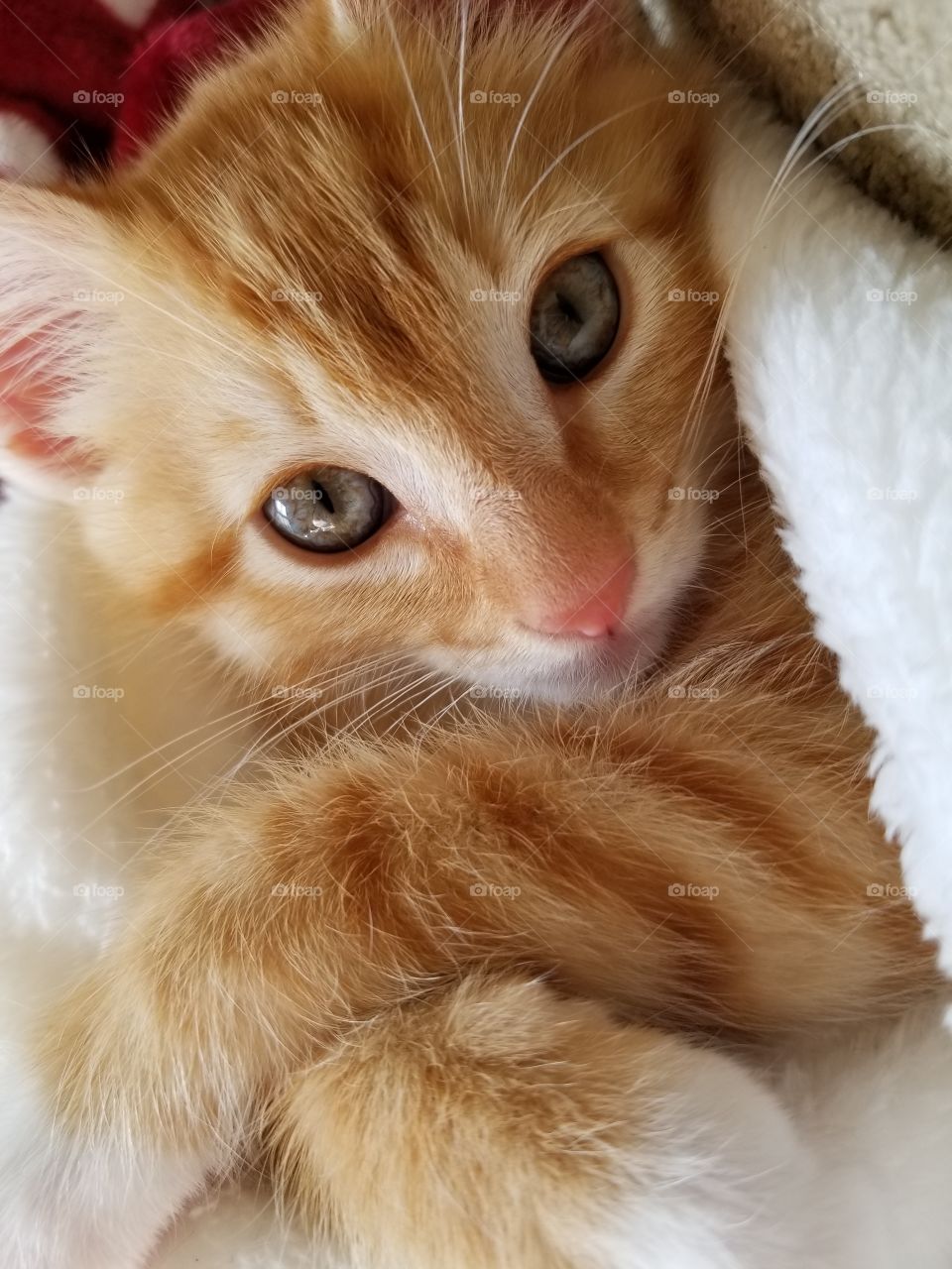 Cross your paws and lots of sighs , I'm so cute I make you cry!