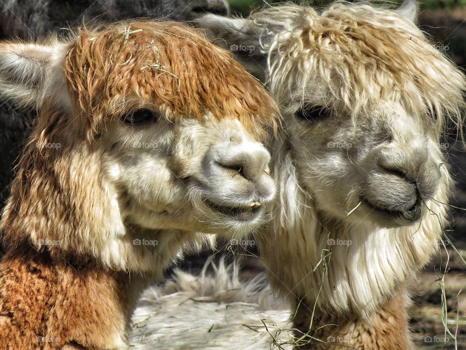 Alpaca selfie